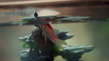 Кадр Девять хвостов не спрячешь